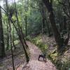 Dog hiking companion shows the way.