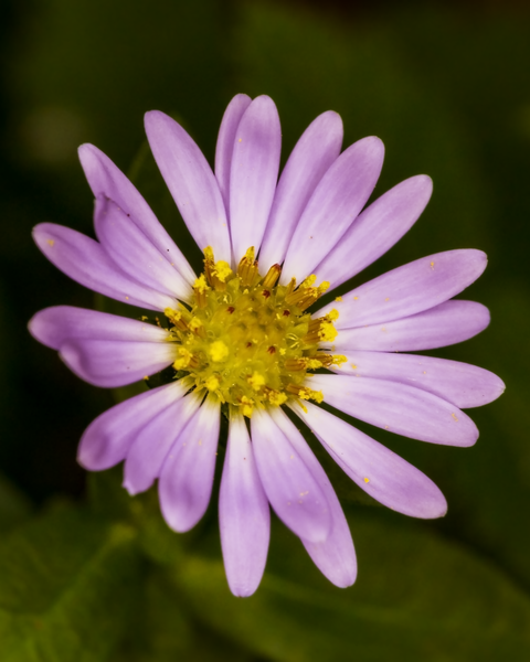 A nice flower in Discovery Park.