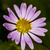 A nice flower in Discovery Park.