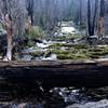 The Headwaters of the Mighty Rogue River.