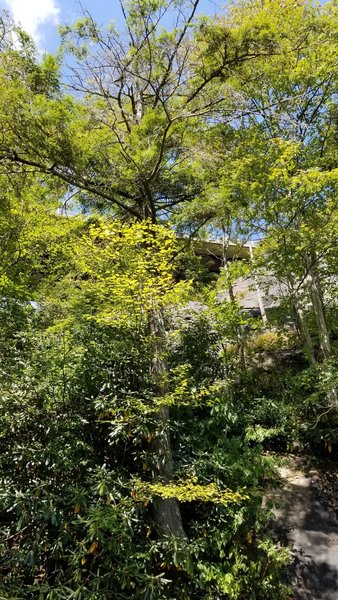 The Linn Cove Viaduct is high above the trail in this photo.