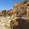 Globmallow flowers inside Pueblo Bonito.