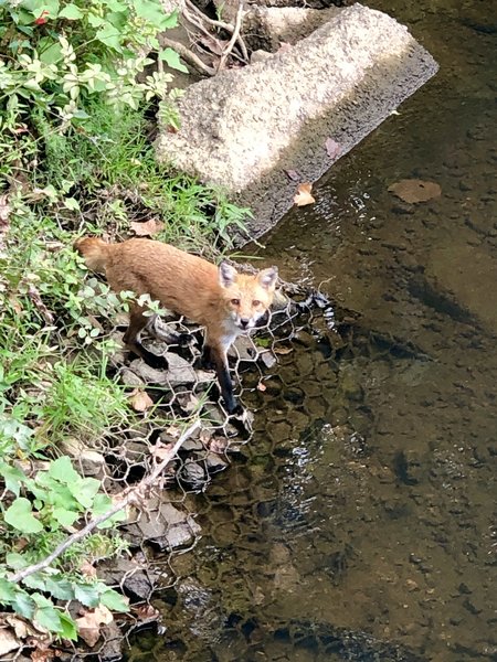 I surprised this red fox who was stopping by the creek for a drink.