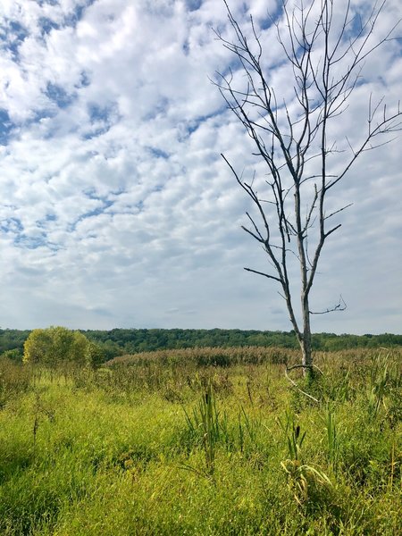 Looking out to the marsh from Accotink Creek Trail lookout point.