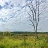 Looking out to the marsh from Accotink Creek Trail lookout point.