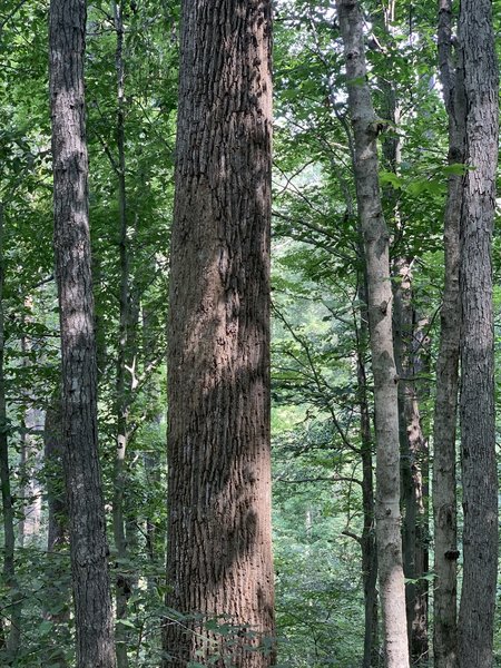 Various oaks, ash, sweetgum, and other hard wood trees.