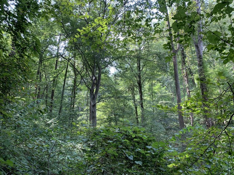 Forest view of mixed hard wood trees.