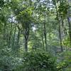 Forest view of mixed hard wood trees.