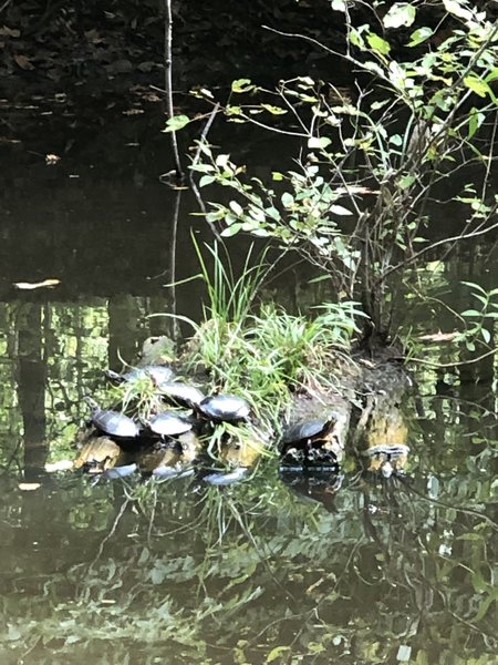 Lots of turtles in the Beaver pond