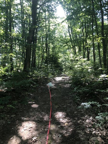 My dog Luna on her long leash (dogs are allowed off leash though).