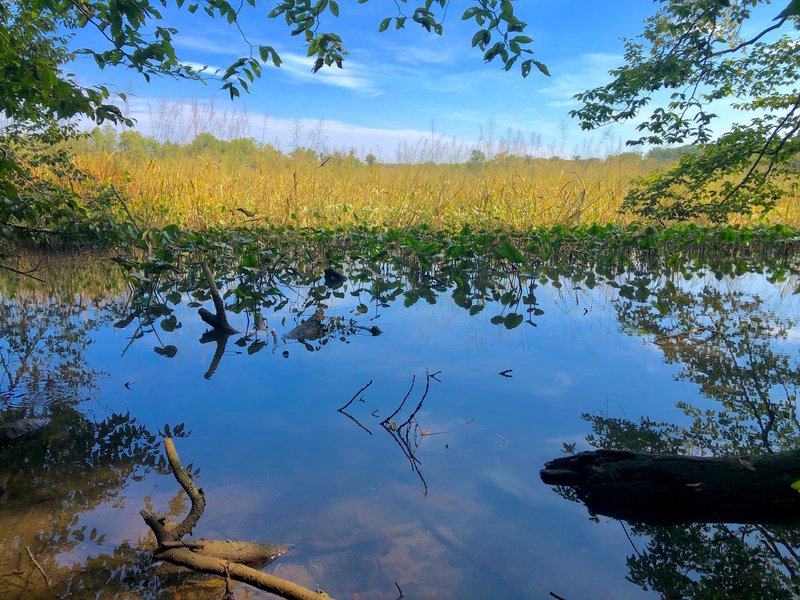 View from the Marsh Overlook side trail