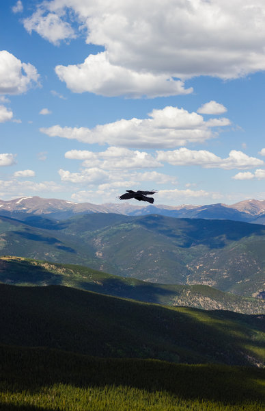 Bird catching air currents at the summit.