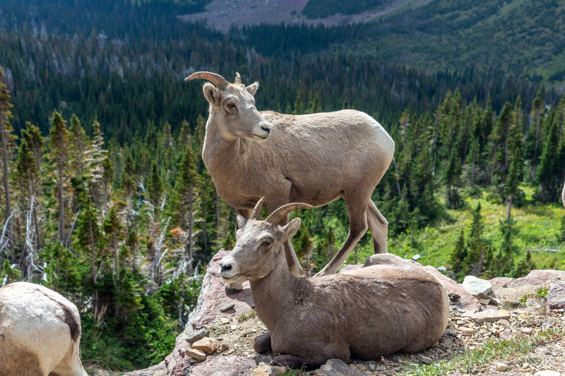 Bighorn sheep in Bighorn Basin near Dawson Pass