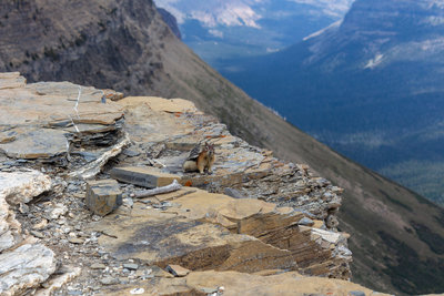 A curious squirrel near Pitamakan Pass