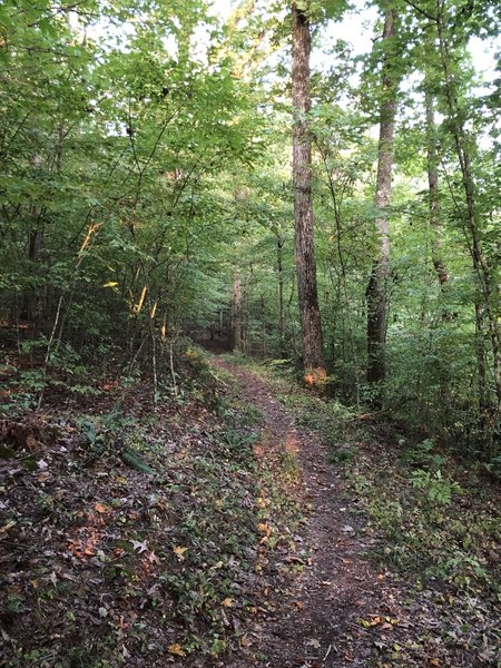 Right after the initial descent, the trail starts to wind through the trees.