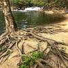 Interesting tree near the pool below McKeldin Rapids.