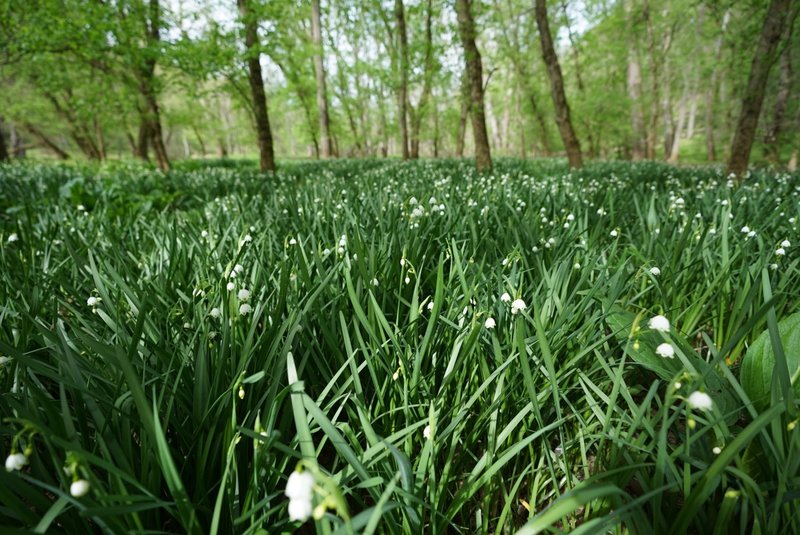 Lillies of the Valley in bloom.