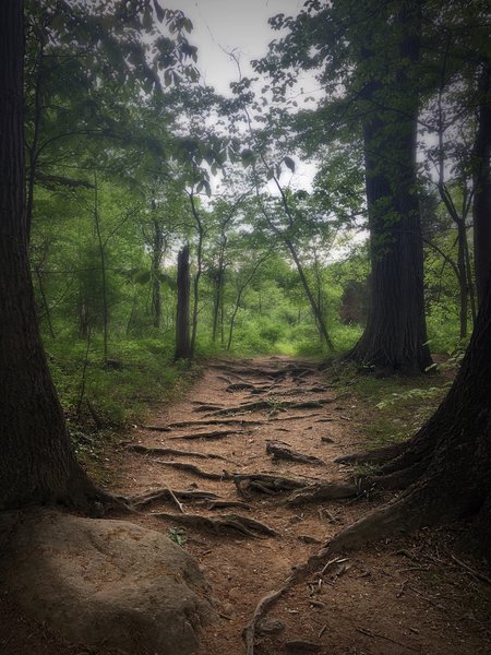 A roots-laden exit from the forest into the meadow.