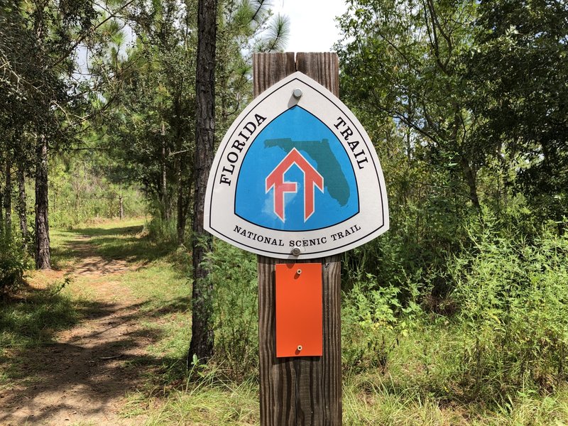 The Florida Trail is well marked and clear through this section.