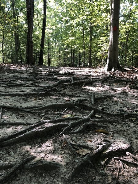 A rather rooty section of the Basin Trail.