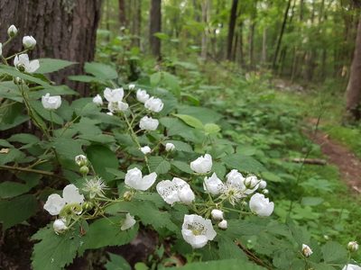 White flowers along the Turkey Hill Preserve Blue Trail.