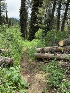 Along the Spring Run trail in the open forest area.