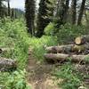 Along the Spring Run trail in the open forest area.