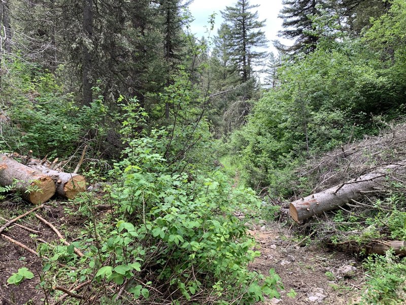 Down in the gully section. Can be tricky footing and rocky terrain.