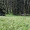 The "cabin" at Spaulding Basin, the high point for the Blowout Canyon trail.