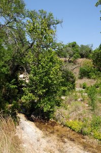 Balcones Canyonlands National Wildlife Refuge