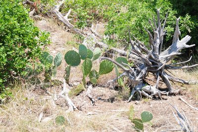Balcones Canyonlands National Wildlife Refuge