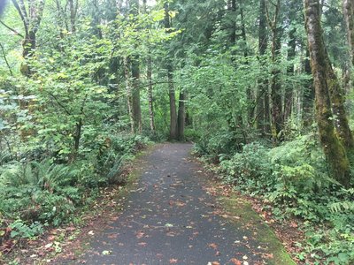 Beautiful moss and fern covering forest floor.