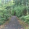 Beautiful moss and fern covering forest floor.