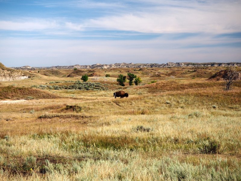 A buffalo blocks the Roundup Trail.