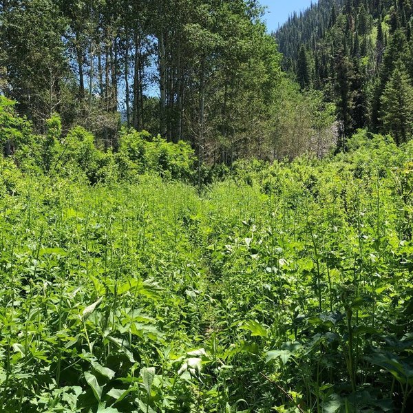 Stinging nettle in the early summer. Usually cleared out by mid July.