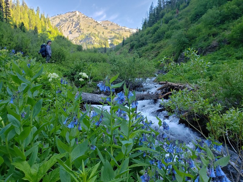 Garden Canyon at sunrise. Plan on climbing all the way up Garden Ridge? Your high point is in the background!