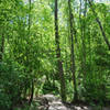 House Creek Greenway near Blue Ridge Road.