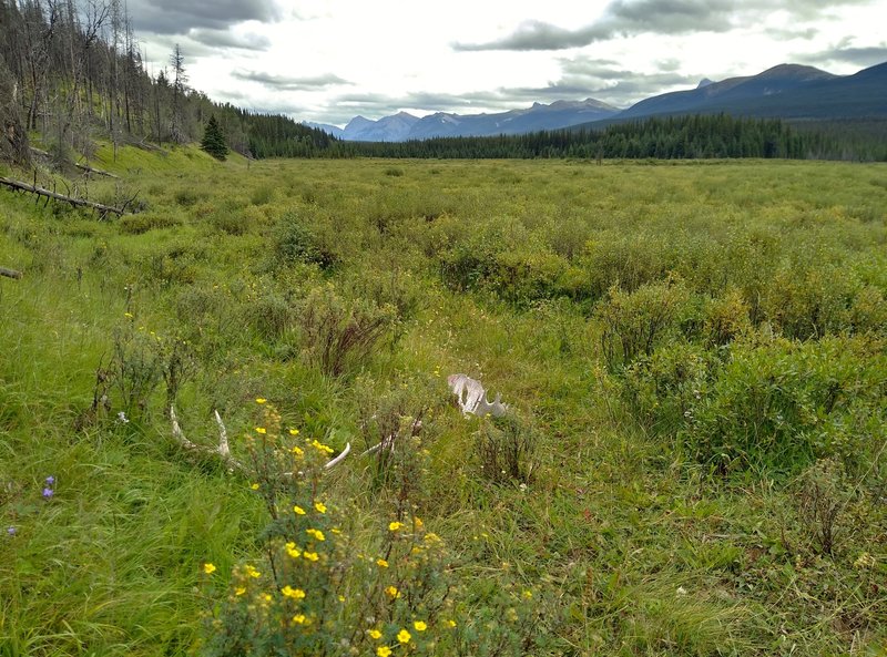 Moose antlers and wildflowers as the North Boundary Trail runs through meadows in the mountains near the Willow Creek Trail junction.