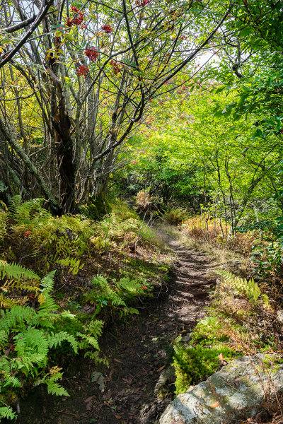 fall foliage along the trail