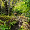 fall foliage along the trail