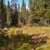 Arriving at Howse Pass, a National Historic Site, from the south on the David Thompson Heritage Trail.