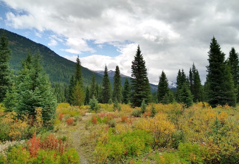 Mountain views and early fall color along the David Thompson Heritage Trail near Howse Pass