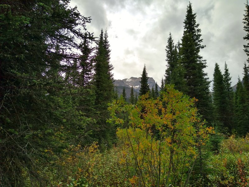 Mount Conway can be glimpsed through the trees near Howse Pass, from the David Thompson Heritage Trail.