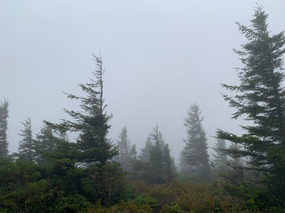 Trees near Bear Rocks