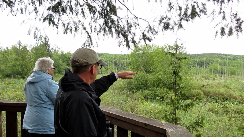 Looking over Lower Hawk's Pond from an elevated view platform.