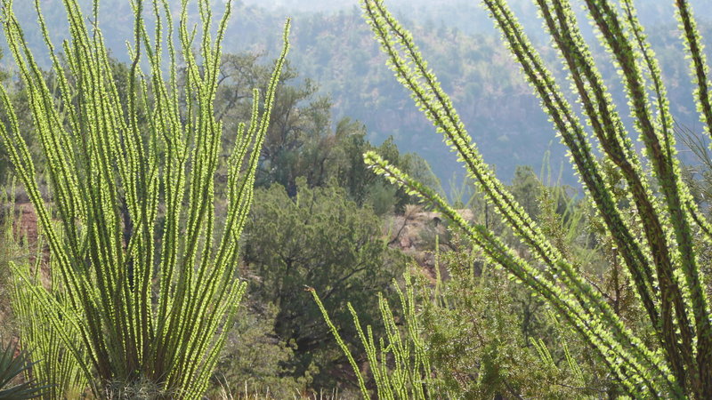 Morning light in the desert.