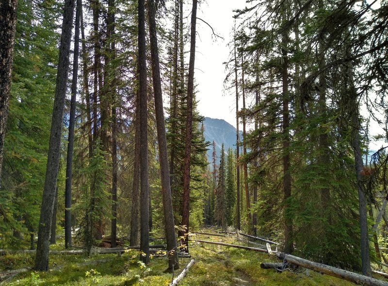 Maligne Pass Trail starts off by climbing through the fir forest in the mountains.