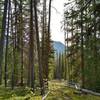 Maligne Pass Trail starts off by climbing through the fir forest in the mountains.