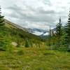 Mountains, the thinning fir forest, and meadows are seen behind, to the southeast, as Maligne Pass Trail climbs to Maligne Pass.