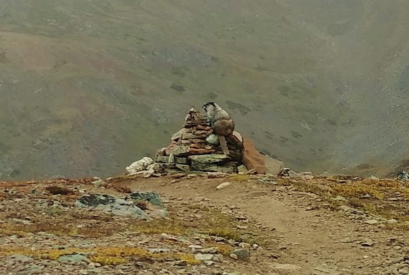 The hospitable locals, such as this hoary marmot, help guide the way on the way down, north of The Notch on Skyline Trail.